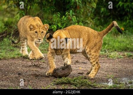 Lion cub stalks another playing with rock Stock Photo