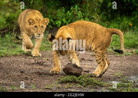 Lion cub stalks another playing with stone Stock Photo