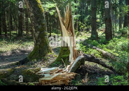 trees broken by a storm in the forest. Storm damage. Fallen trees in the forest after a storm. Broken tree trunks in the forest after storm. Fallen tr Stock Photo
