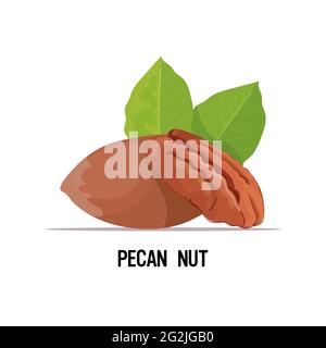 pecan nut with leaves isolated on white background healthy vegetarian food concept Stock Vector