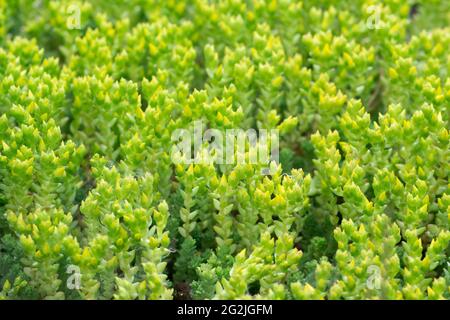 Sedum acre, goldmoss stonecrop green spring leaves macro selective focus Stock Photo