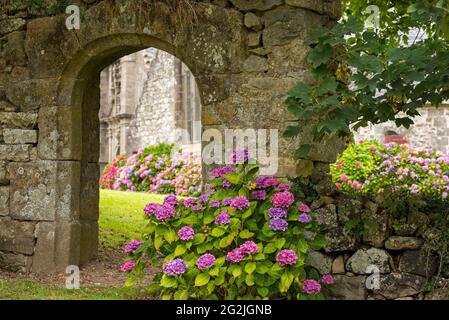 Archway with hydrangeas, chapel Sainte-Marie-du-Ménez-Hom near Plomodiern, France, Brittany, Finistère department Stock Photo