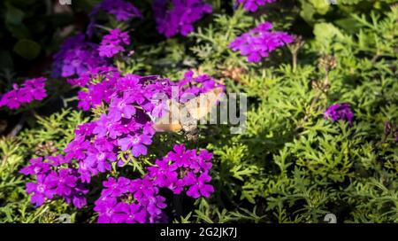 Flying pigeon tail over flowering verbena at the spring market in Coursan. Stock Photo