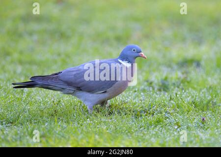 Wood pigeon (Columba palumbus) in a meadow, spring, April, Hesse, Germany Stock Photo