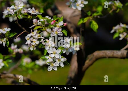 Apple tree in full bloom in spring Stock Photo