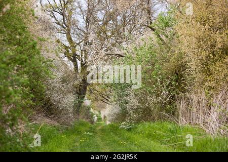 Germany, Mecklenburg-Western Pomerania, landscape, country lane, hawthorn Stock Photo