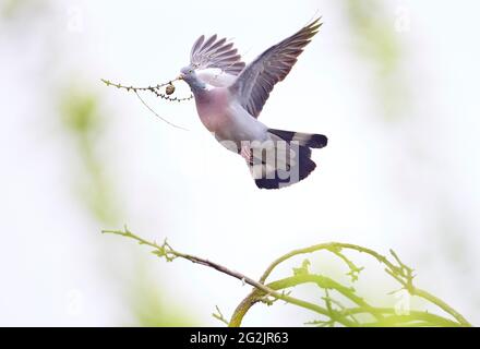 Dove, wood pigeon, Columba palumbus, dove of peace Stock Photo
