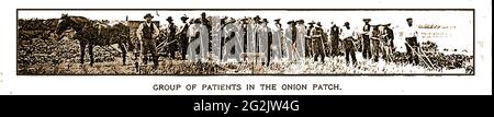 A press photograph from 1898 of the Independence State,  Asylum, Grayson County, Iowa, USA,- The image shows male patients working in the onion patch. Stock Photo