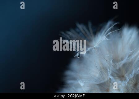 Blue abstract dandelion flower background, extreme closeup with soft focus. Stock Photo