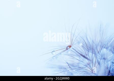 White abstract dandelion flower background, extreme closeup with rain drops, beautiful nature details Stock Photo