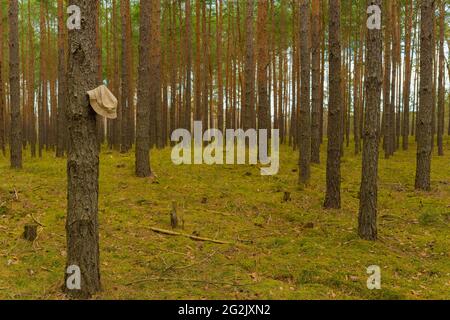 Pine forest in spring in Germany , monoculture, Hiking hat hangs on a tree Stock Photo