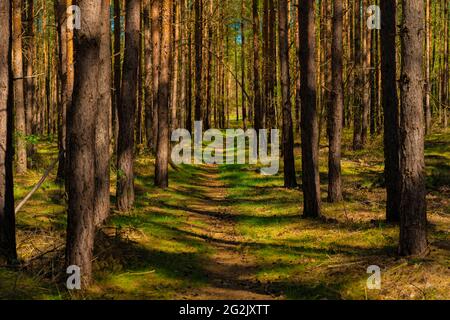 Small narrow hiking trail in a pine forest in spring Stock Photo