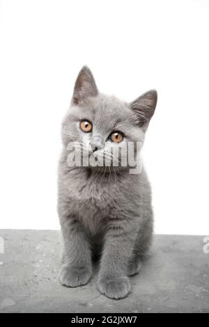 Grey best sale british shorthair