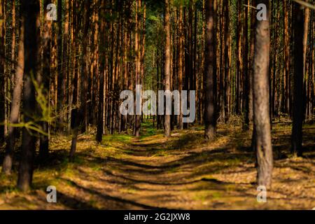 Small narrow hiking trail in a pine forest in spring, selective sharpness, low depth of field Stock Photo