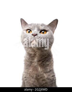 british shorthair tortoiseshell cat portrait on white background looking curiously Stock Photo