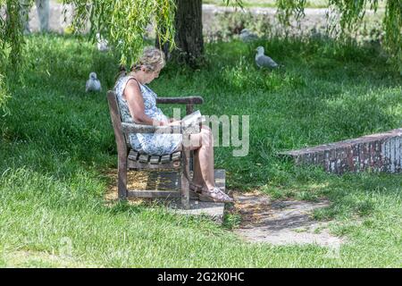 A lady sat alone on a bench reading a book in the shade of a weeping willow tree Stock Photo