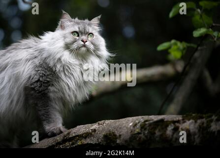 gray silver tabby british longhair cat sitting on a tree observing the garden Stock Photo