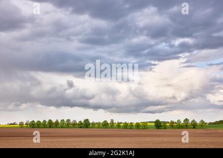Germany, Mecklenburg-Western Pomerania, field corridor, landscape Stock Photo
