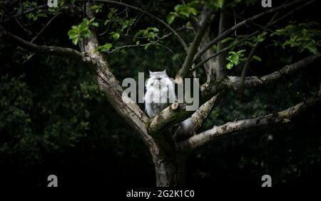 gray silver tabby british longhair cat sitting on an apple tree outdoors in nature observing the back yard Stock Photo