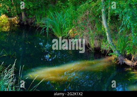 Small narrow river in Germany, duck swims on the water Stock Photo