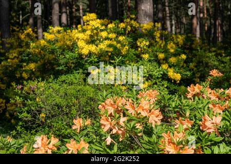 Variety of flowering rhododendrons in Haaga Rhododendron Park in Helsinki, FInland Stock Photo