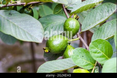 Organic green guava fruit growing on the tree in a small branch Stock Photo