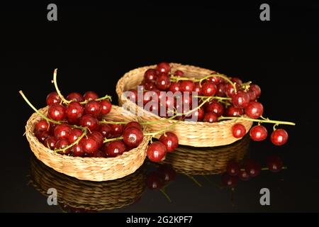 Juicy, dark red currants in a straw plate, isolated on black. Stock Photo