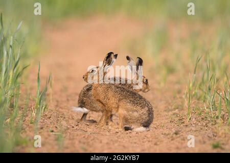 Kidderminster, UK. 12th June, 2021. UK weather: a pair of brown hares are amongst the early morning risers enjoying today's sunshine. Credit: Lee Hudson/Alamy Live News Stock Photo