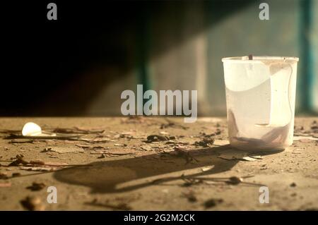 A still life image with an old plastic mug on a devastated table. Plastic mug with a hard shadow in warm colors. Stock Photo
