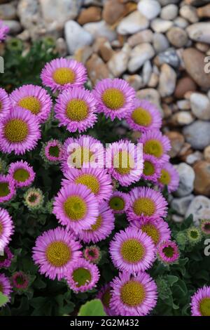 Erigeron glaucus Sea Breeze plants growing on the beach of the south coast of the UK. Stock Photo