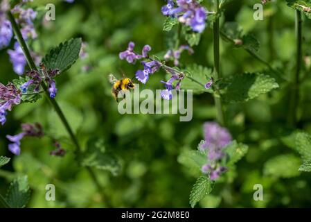 A Bumblebee flying through catnip plants. Stock Photo