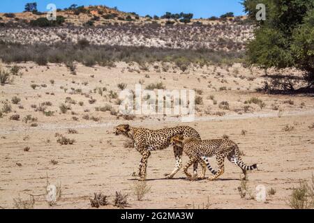 Cheetah female and cub walking in desert in Kgalagadi transfrontier park, South Africa ; Specie Acinonyx jubatus family of Felidae Stock Photo