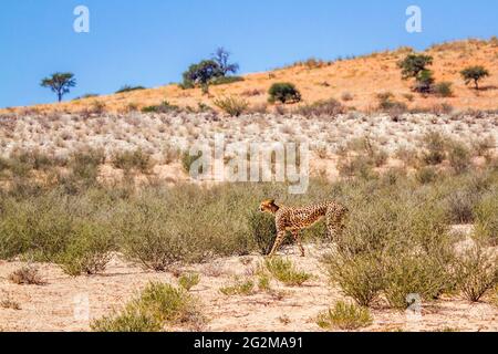 Cheetah walking in desert scenery in Kgalagadi transfrontier park, South Africa ; Specie Acinonyx jubatus family of Felidae Stock Photo