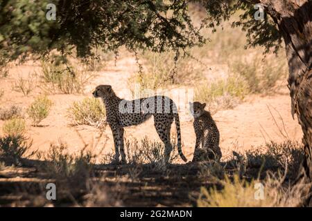 Cheetah female and cub in tree shadow in Kgalagadi transfrontier park, South Africa ; Specie Acinonyx jubatus family of Felidae Stock Photo
