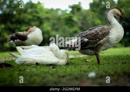 Three goose standing on grass and relaxing Stock Photo