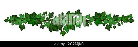 Ivy leaves wreath liana. Green ivy branch garland isolated on white background. Decorative design element in cartoon style. Vector illustration Stock Vector
