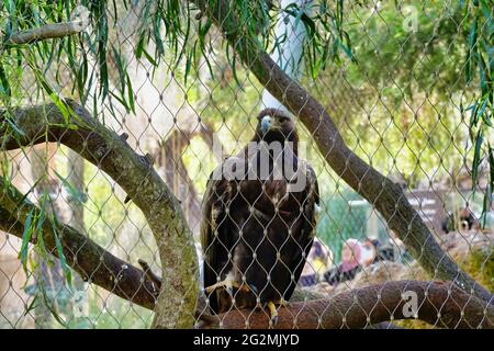Imperial eagle (Aquila heliaca) sitting on the branch in a zoo Stock Photo