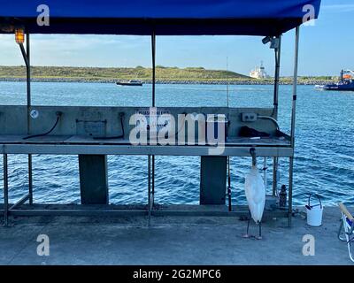 Pelican looks for scraps at a fish cleaning station on a pier in Port Canaveral. Stock Photo