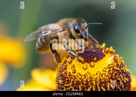 A honey bee collecting pollen at stamens in a flower. A bee working on a garden flower.
