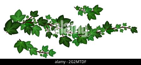 Ivy leaves branches. Set of green ivy garlands isolated on white background. Decorative elements, cartoon design style. Vector illustration Stock Vector