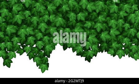 Ivy leaves texture, natural plant wall. Summer green foliage on white background.  Seamless repeat pattern. Vector illustration Stock Vector