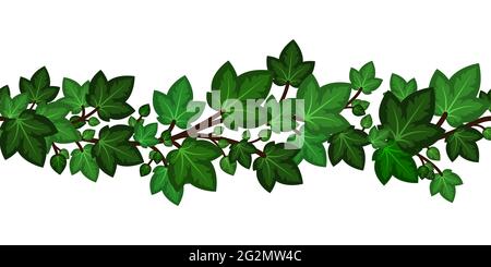 Ivy leaves branch.Summer green border seamless for decoration. Summer climbing garden liana isolated. Vector illustration Stock Vector