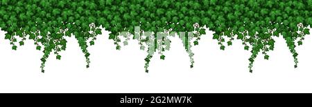 Ivy leaves seamless pattern. Green foliage texture with leaves and climbing branches on white background.  Natural plant wall. Vector illustration Stock Vector