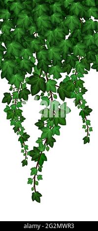 Ivy foliage pattern on white background. Green ivy leaves and hanging branches, natural plant wall. Vector illustration Stock Vector