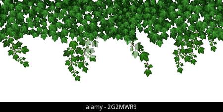 Ivy leaves  hanging wall. Summer garden green foliage. Repeat seamless pattern, climbing leaves on white background. Vector illustration Stock Vector