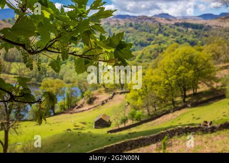 A flowering Sycamore Tree along the Coffin Route footpath above Rydal Water, Lake District, England Stock Photo