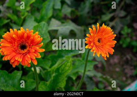 Orange Zerbera Flower Stock Photo