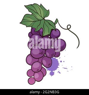 Bunch of purple grapes with leaf. Hand drawn vector icon on white background. Vector illustration in cartoon flat style Stock Vector
