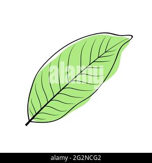 Green bay leaf. Vector laurel leaf icon Stock Vector