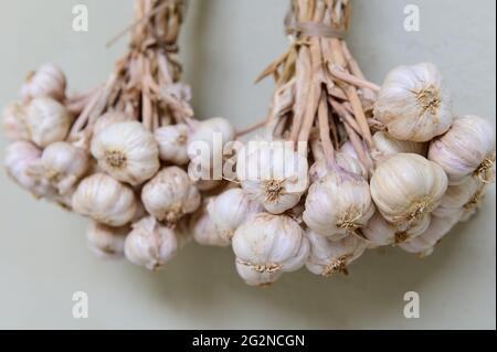 Hanging garlic on drying Stock Photo